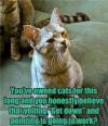Cat - You